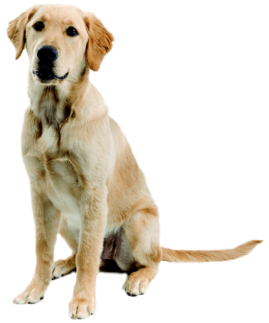 52 dog png image picture download dogs