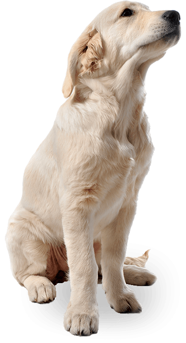 29 dog png image picture download dogs
