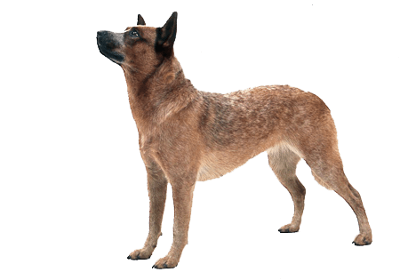 30 dog png image picture download dogs