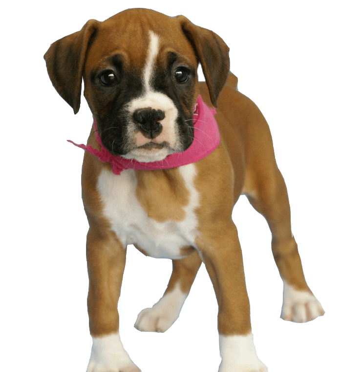 37 dog png image picture download dogs