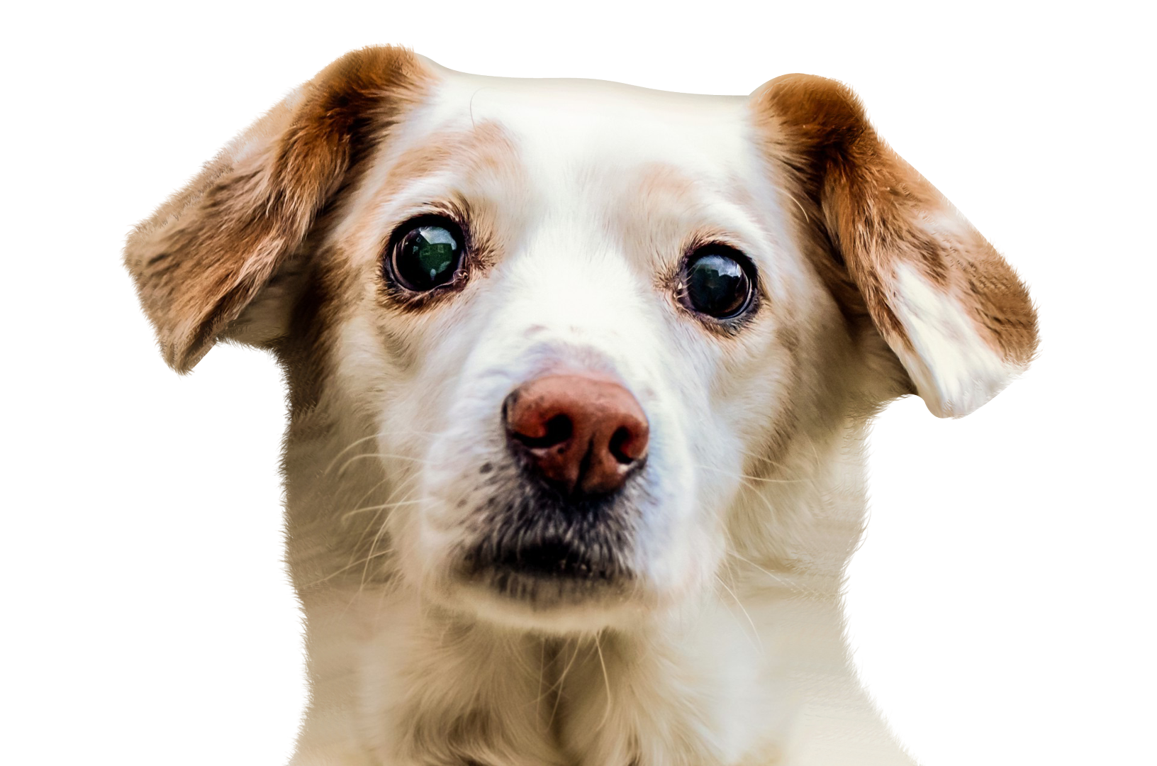 Dog Face PNG Image