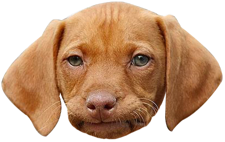 Funny best sale dog png