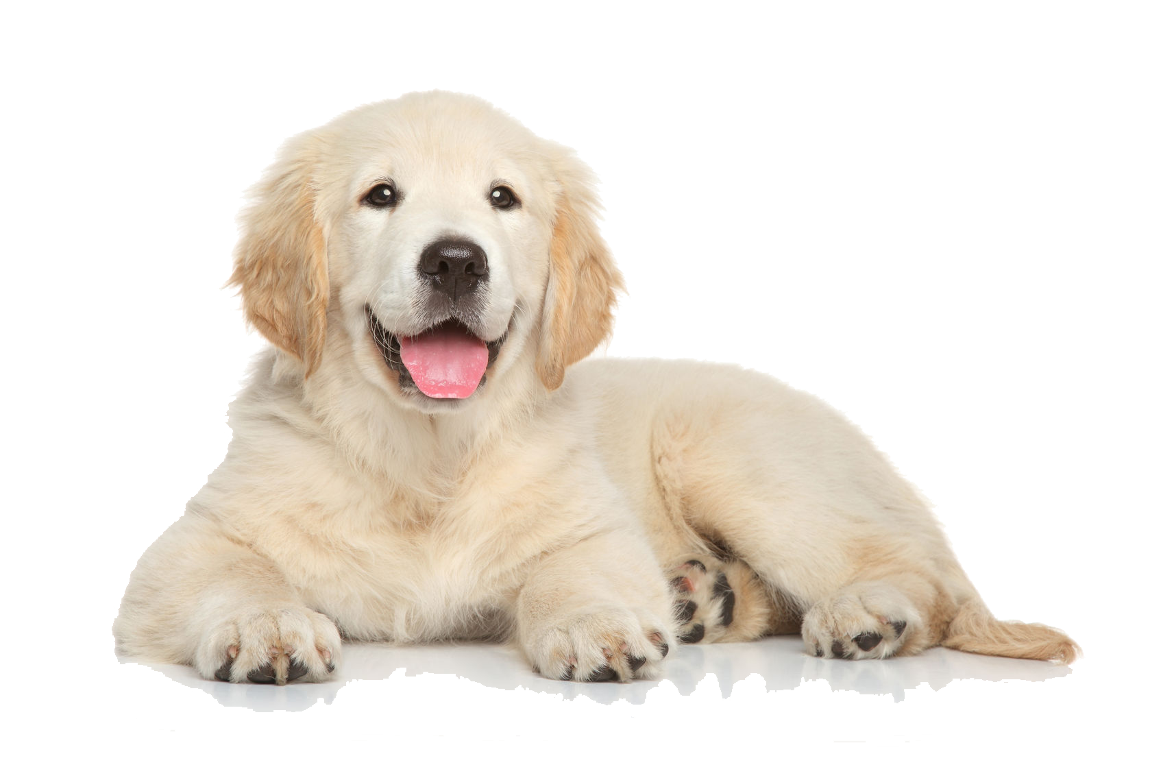 cute dog png