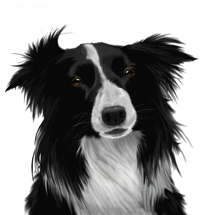 Border Collie PNG Image