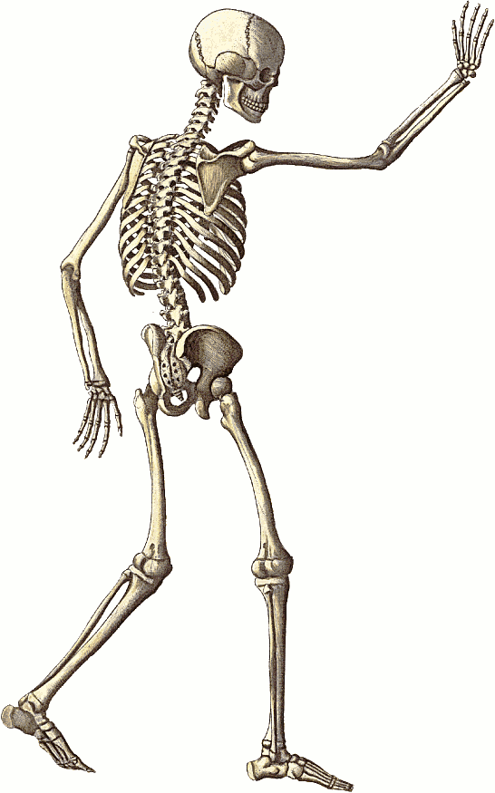 Free skeleton clipart public domain halloween clip art images 4