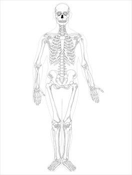 Free skeleton clipart public domain halloween clip art images 3 2