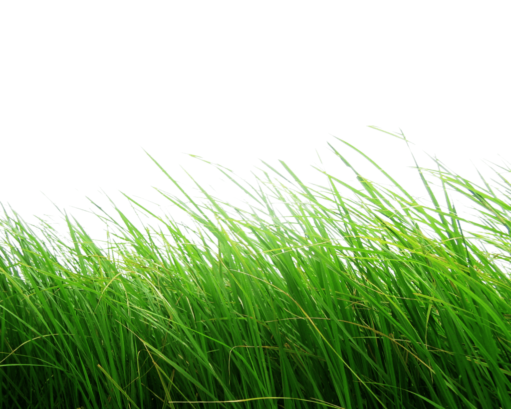 grass png image green grass