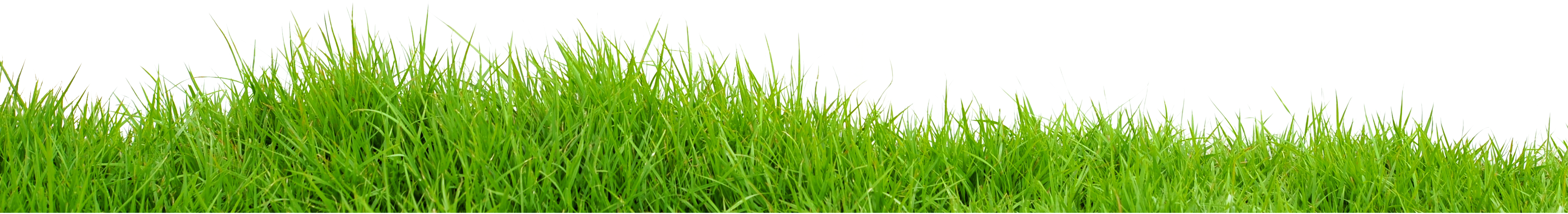 grass png free picture