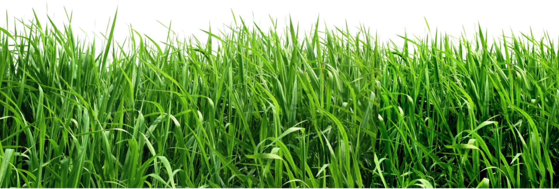 real grass png