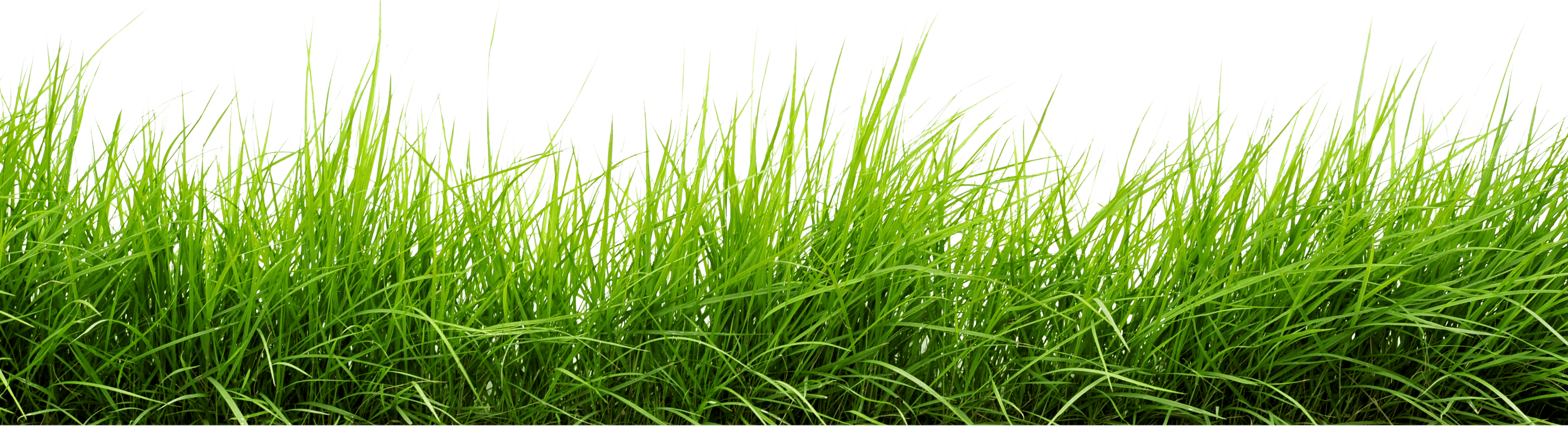 Line Of Grass PNG Image