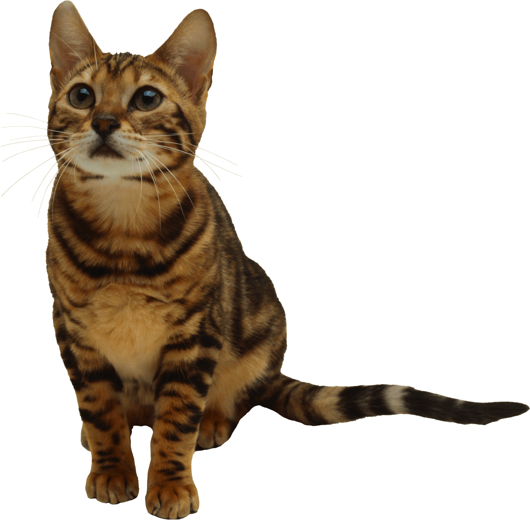 25 Kitten Png Image Download Picture