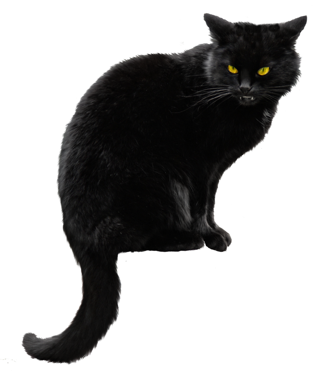 Black Cat Png HD Transparent