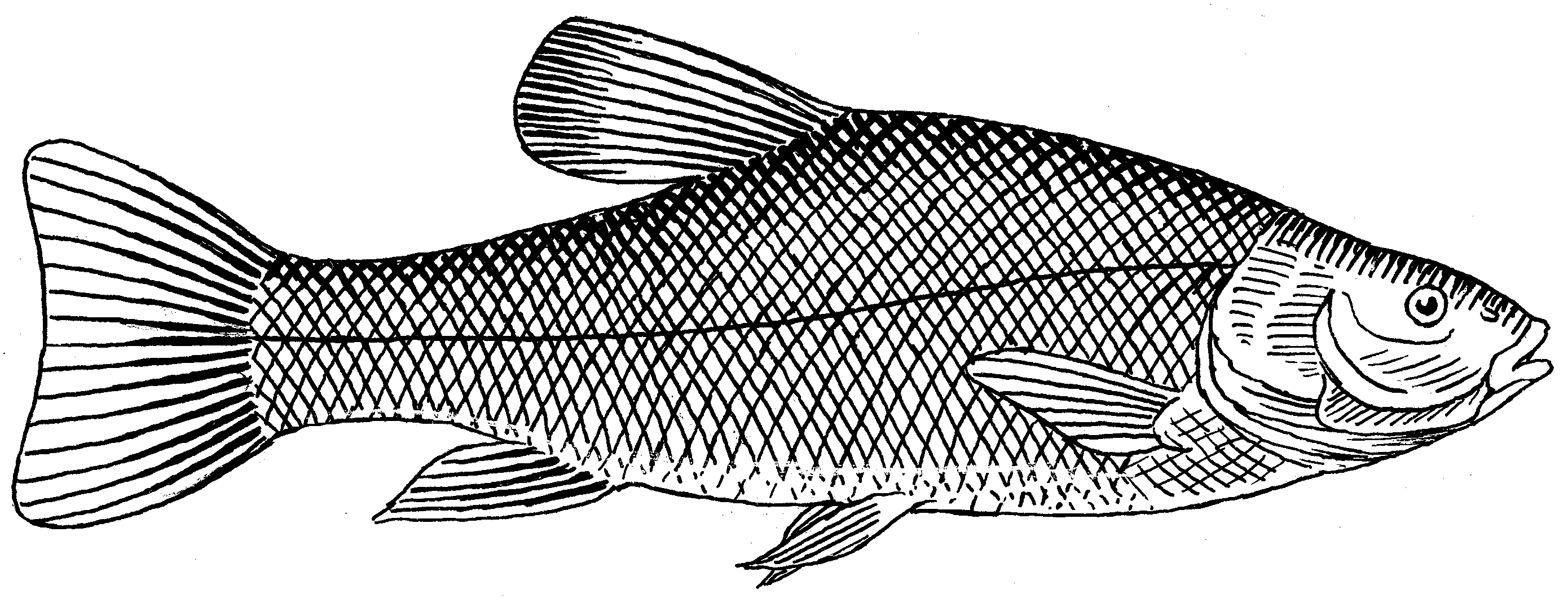 Real Fish Black And White Clipart