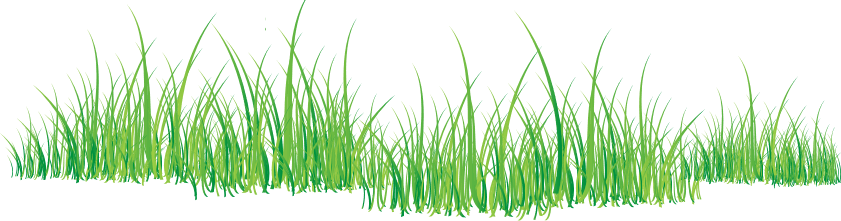 grass png 25