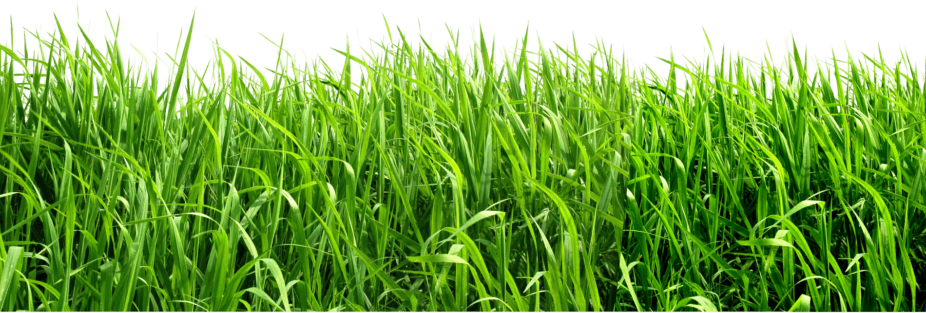 grass png 38 green
