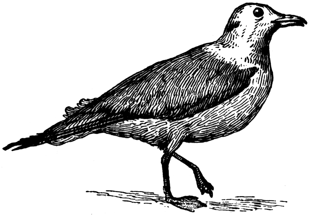 87220 Kittiwake Gull Bird