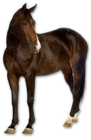 Black Horse Png Animal 12