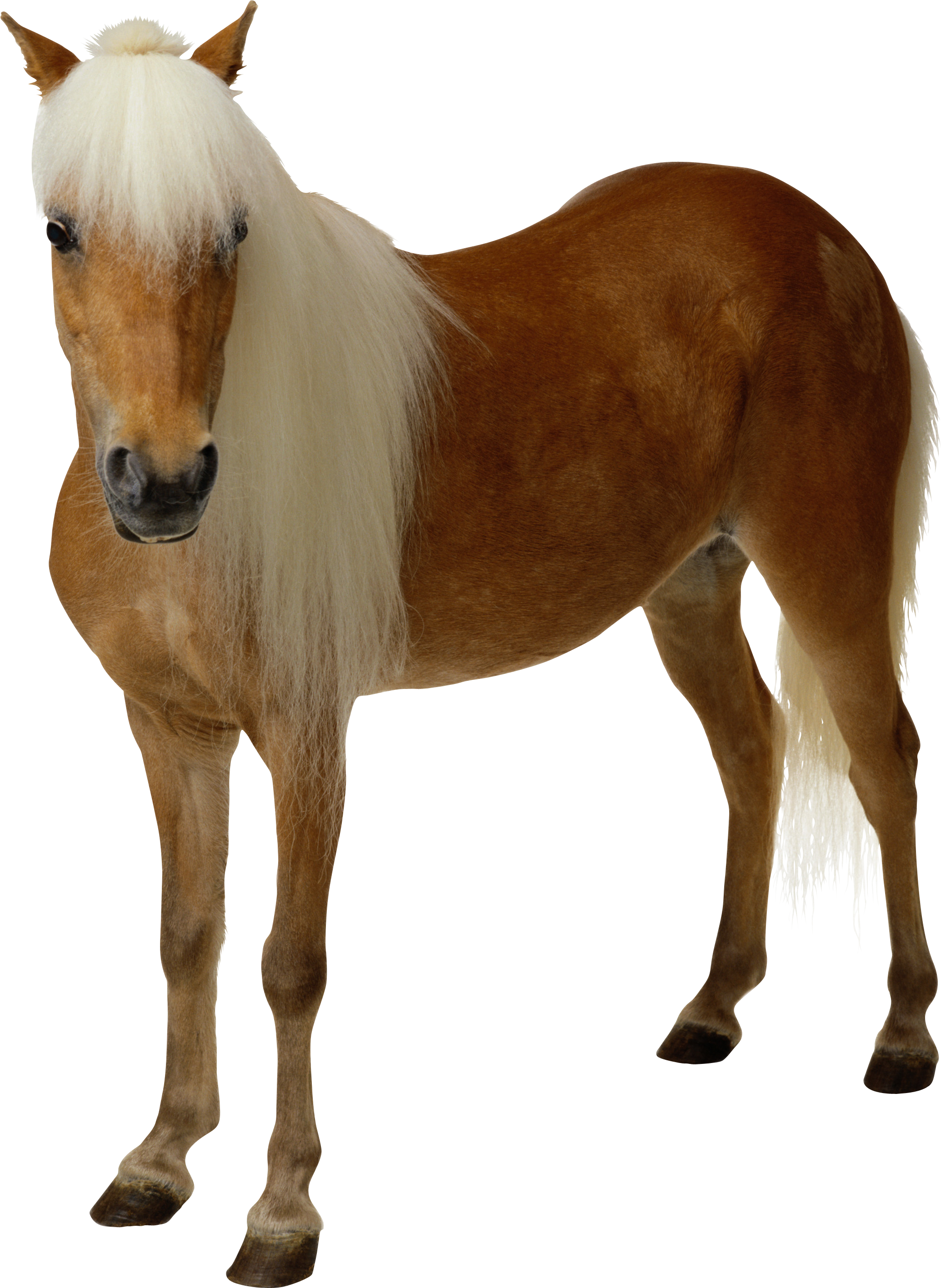 Animal Horse Png Transparent 7