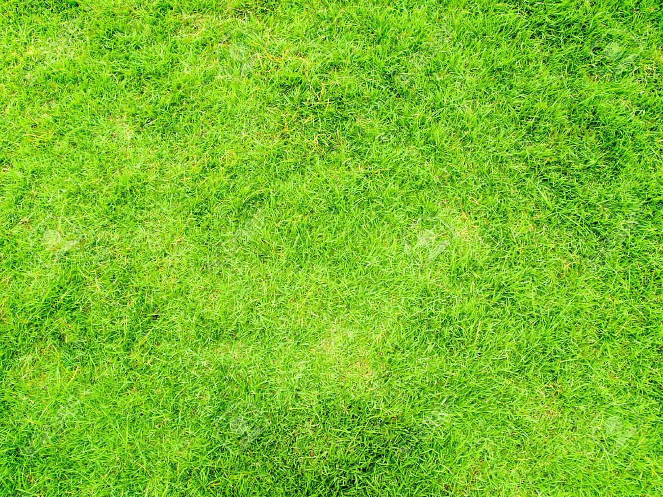 grass png lawn top view
