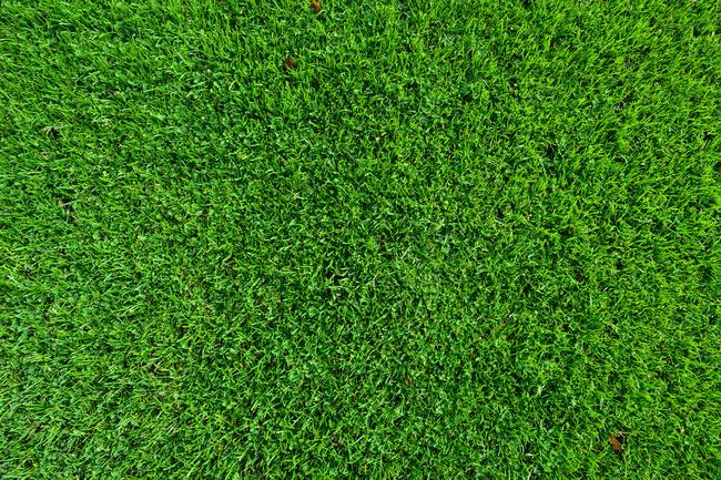 grass png top view