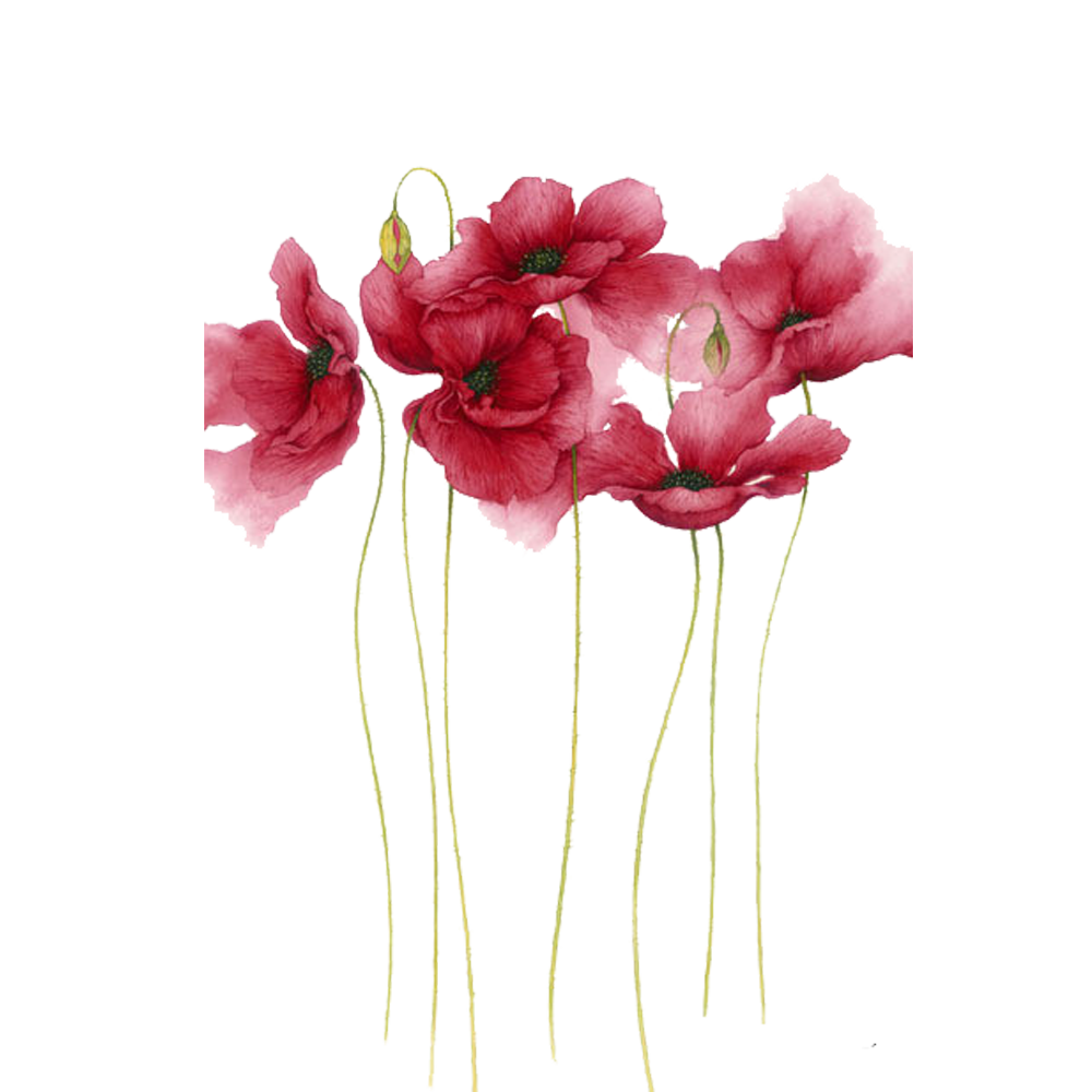 Watercolor Painting Flower Drawing Art Watercolor Flowers Pink Petaled