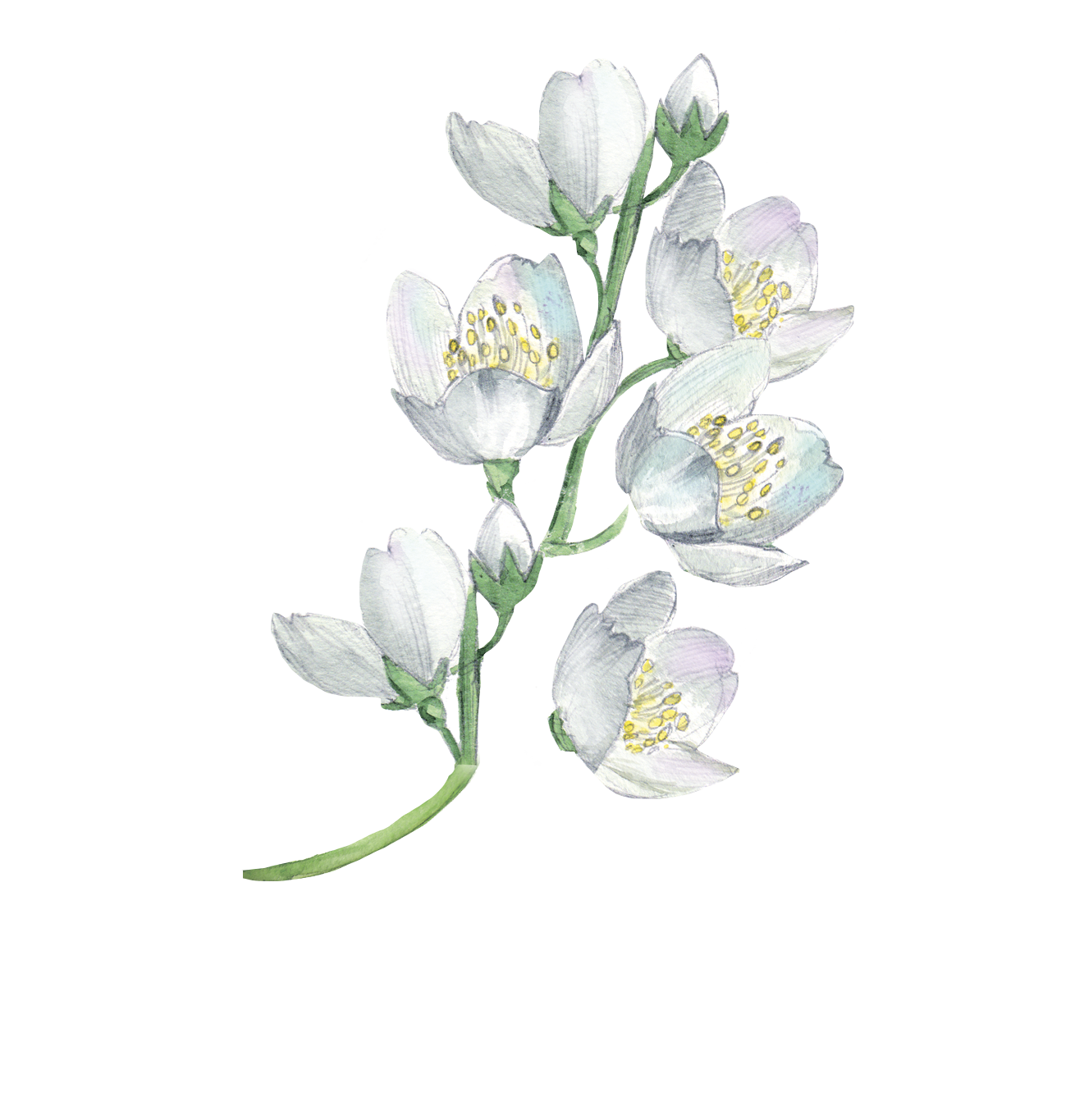 White flowers Watercolor painting Flower Floral design Illustration Watercolor flowers transparent