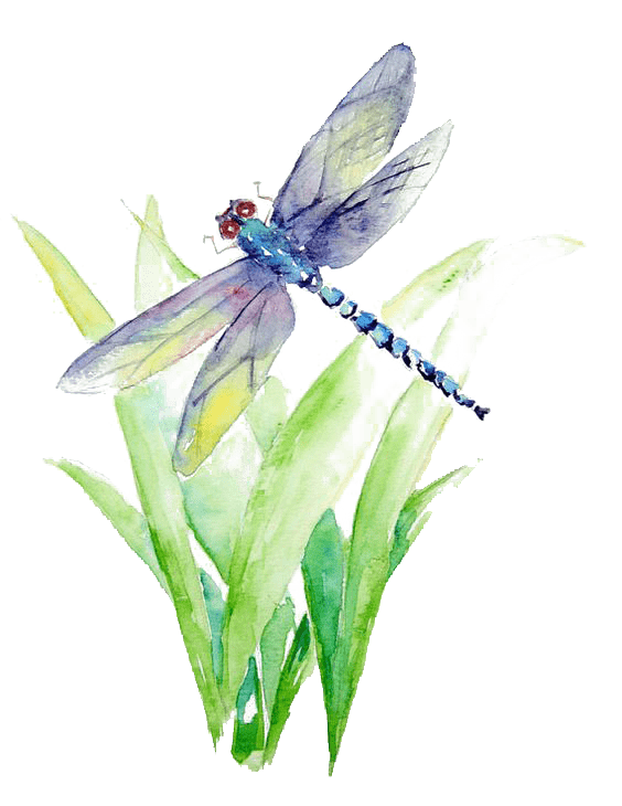 Blue and purple dragonfly illustration Watercolor painting Art Drawing La Biancheria Watercolor Dragonfly