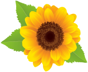 sunflower png clipart image