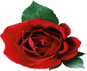 rose png flower red