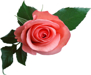 pink rose png flower clipart