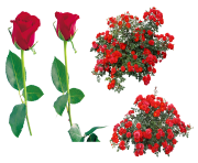 rose png flower 640