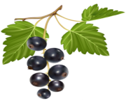 Blueberries PNG Clipart