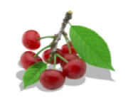 Twig Of Cherry PNG Clipart