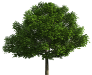 Realistic Tree PNG Clip Art