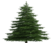 Realistic Pine Tree PNG Clip Art