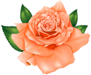 Beautiful Orange Rose PNG Clipart
