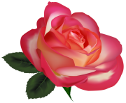 Beautiful Rose PNG ClipArtImage