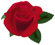 Red Rose PNG ClipArtImage