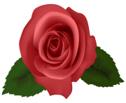 Rose Red PNG Clipart