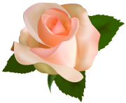 Beautiful Rose PNG Clipart