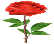 Stem Red Rose PNG Clipart