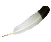 transparent white balck feather png image