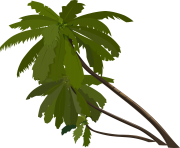 palm tree png image 2495