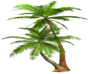 palm tree png image 2504