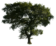 tree png 1380909797