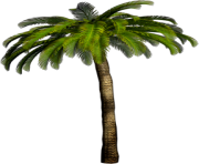 palm tree png image 2484