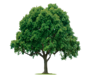 tree png 2517