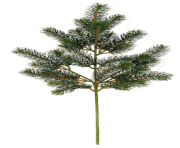 fir tree png transparent 2481