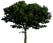 tree png 1380909801