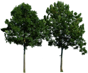 tree png 226